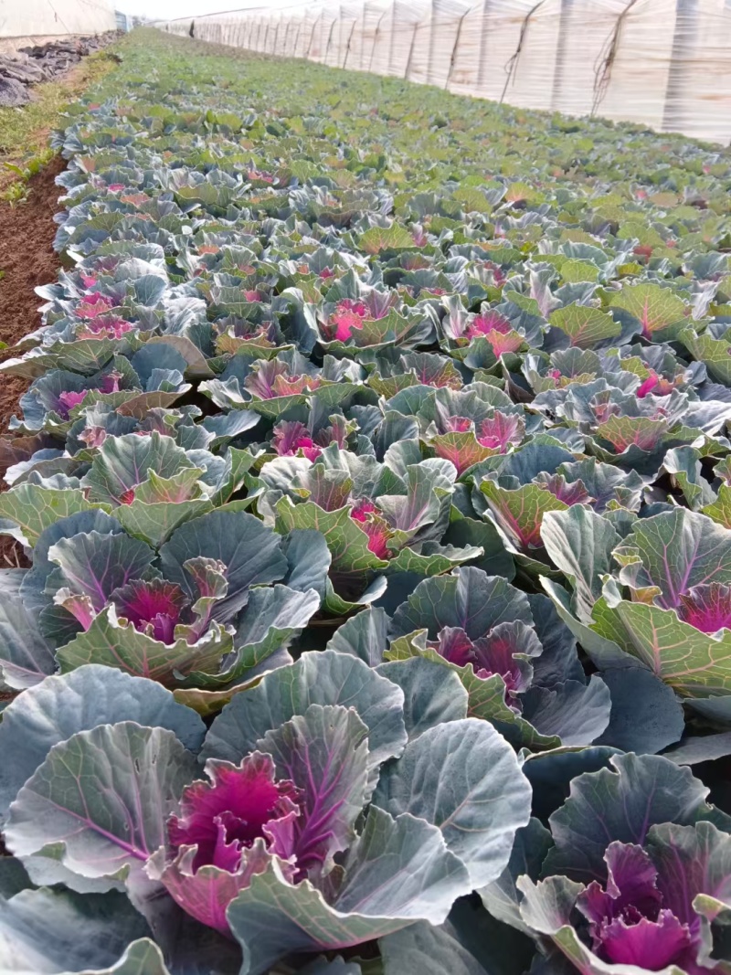 羽衣甘蓝绿化苗木非蔬菜质量保证量大从优欢迎咨询