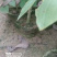 鹅掌楸地苗和杯苗大量供应，两斤左右无纺布袋杯