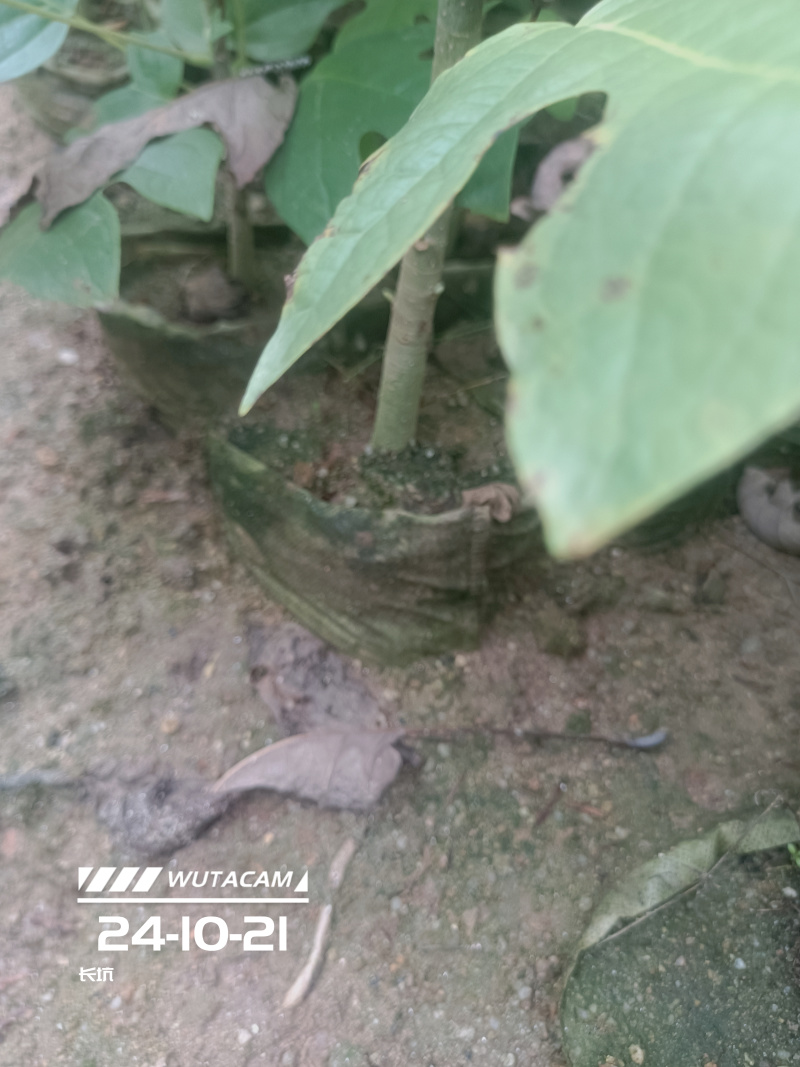鹅掌楸地苗和杯苗大量供应，两斤左右无纺布袋杯