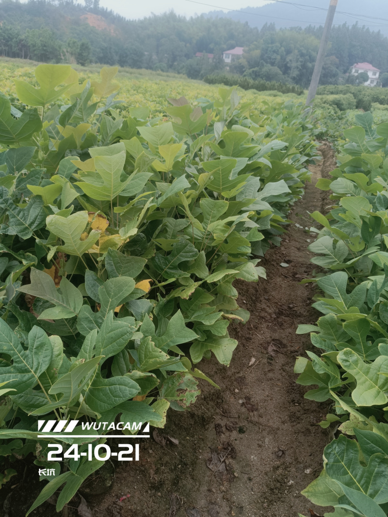 鹅掌楸地苗和杯苗大量供应，两斤左右无纺布袋杯