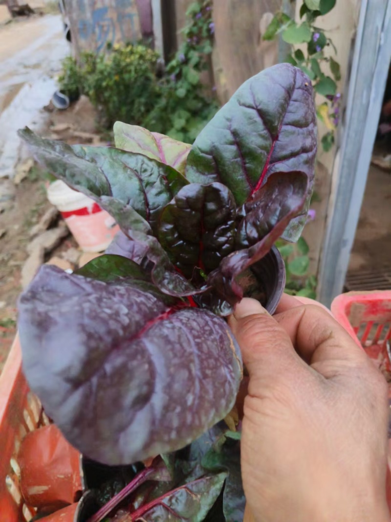 红叶甜菜质量保证诚信经营量大从优欢迎咨询