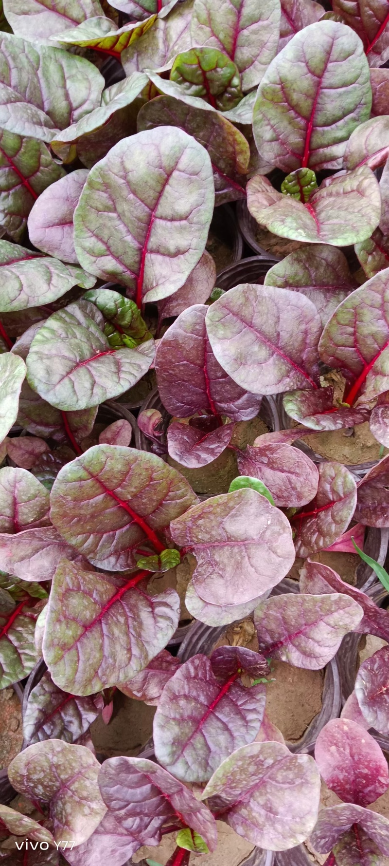 红叶甜菜质量保证诚信经营量大从优欢迎咨询