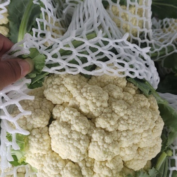 花菜大量上市精品，一手货源，欢迎合作。