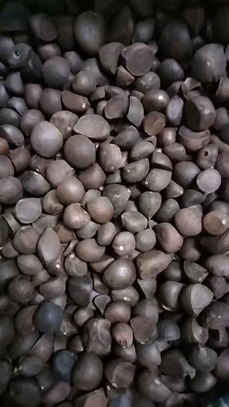 【精选】湖南山茶油果现货批发量大价优可视频看货