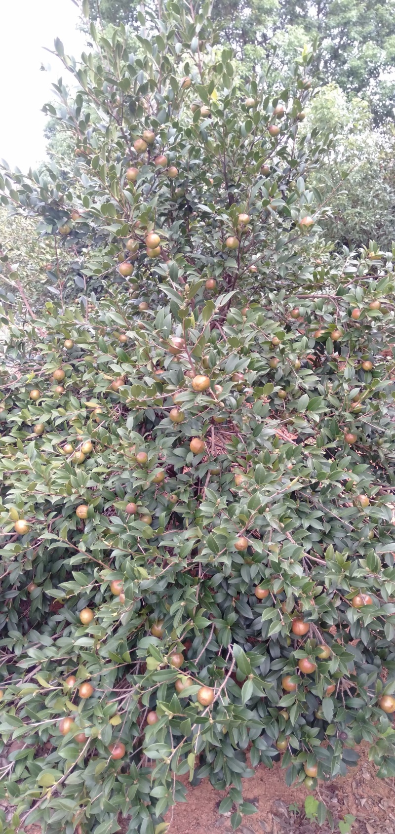 【精选】湖南山茶油果现货批发量大价优可视频看货