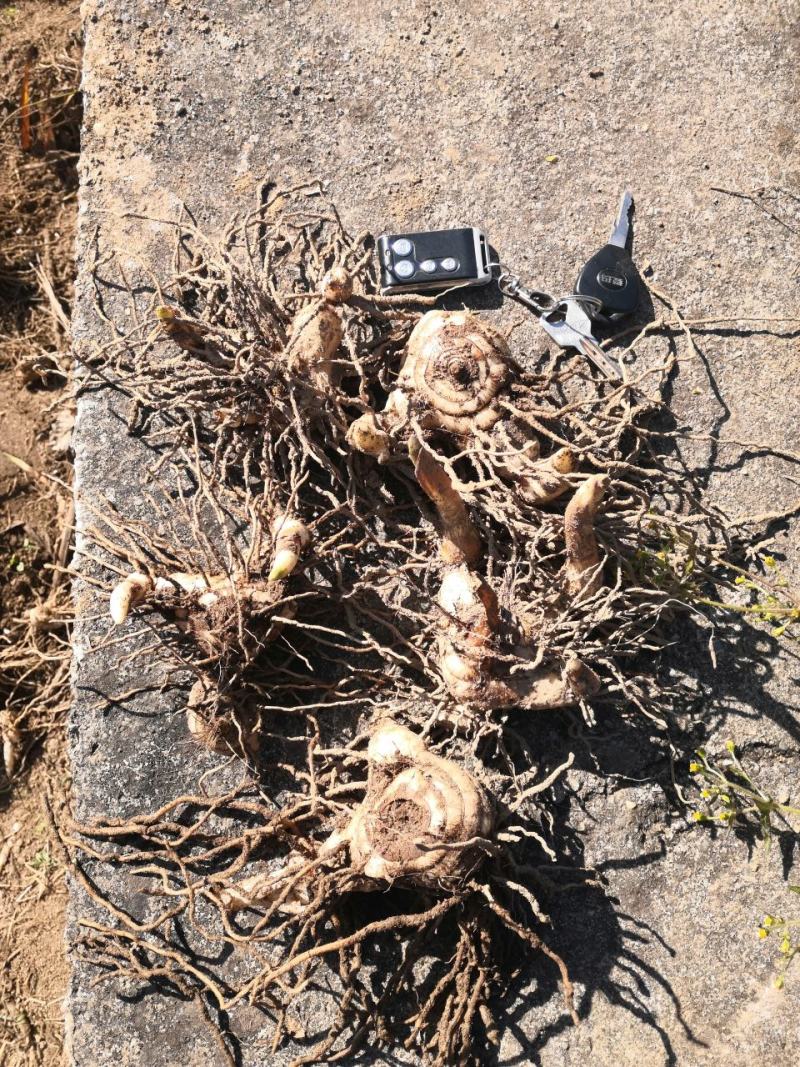 紫花白芨上市品质保证欢迎来电洽谈合作量大价优