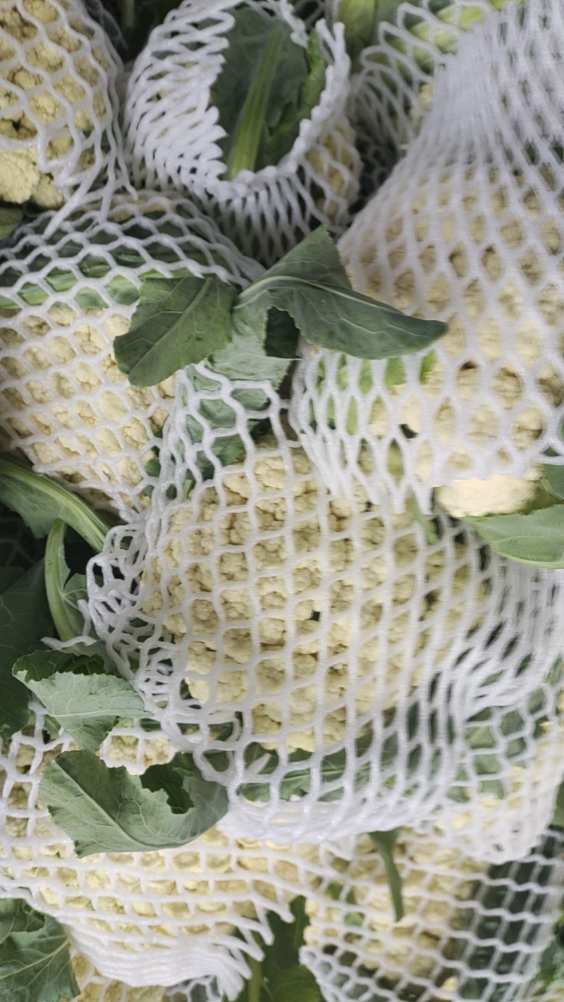 花菜大量上市精品，一手货源，欢迎合作。