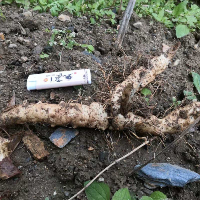 精品黄精量大价优品质保证欢迎来电洽谈诚信经营
