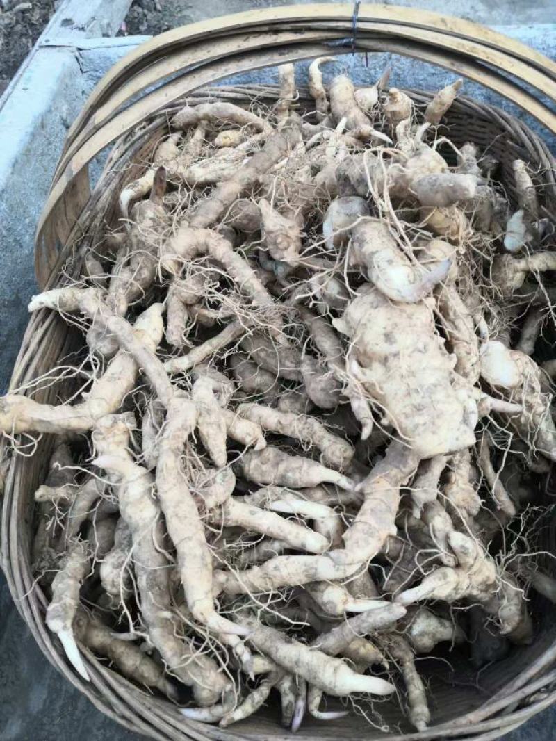 精品黄精量大价优品质保证欢迎来电洽谈诚信经营