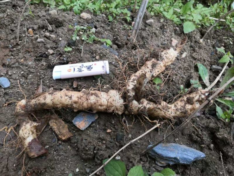 精品黄精量大价优品质保证欢迎来电洽谈诚信经营