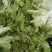 儿菜大量上市精品，货源充足保质保量，欢迎合作。