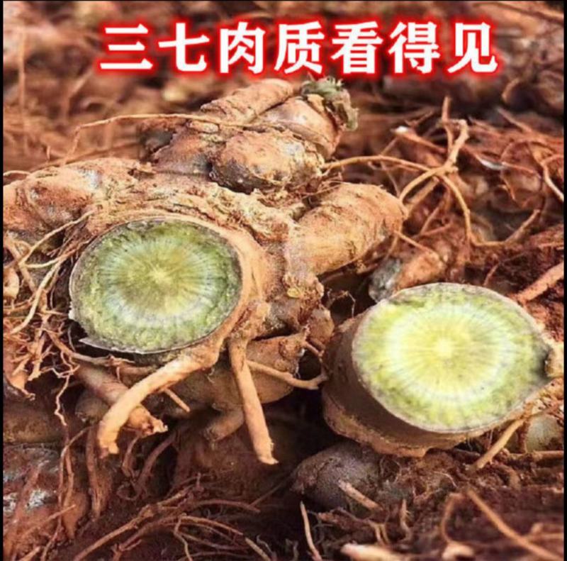 春七云南文山新鲜三七新鲜田七生三七活三七新鲜三七泡酒