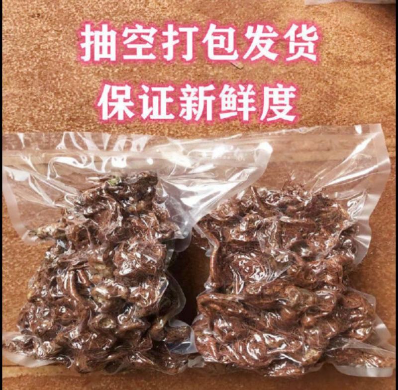 春七云南文山新鲜三七新鲜田七生三七活三七新鲜三七泡酒