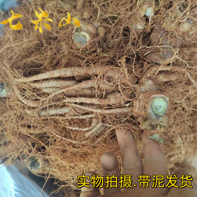 春七云南文山新鲜三七新鲜田七生三七活三七新鲜三七泡酒