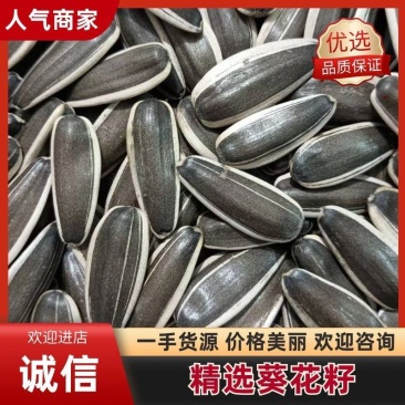 吉林精选葵花籽363、377等大量供应，产地一手货源