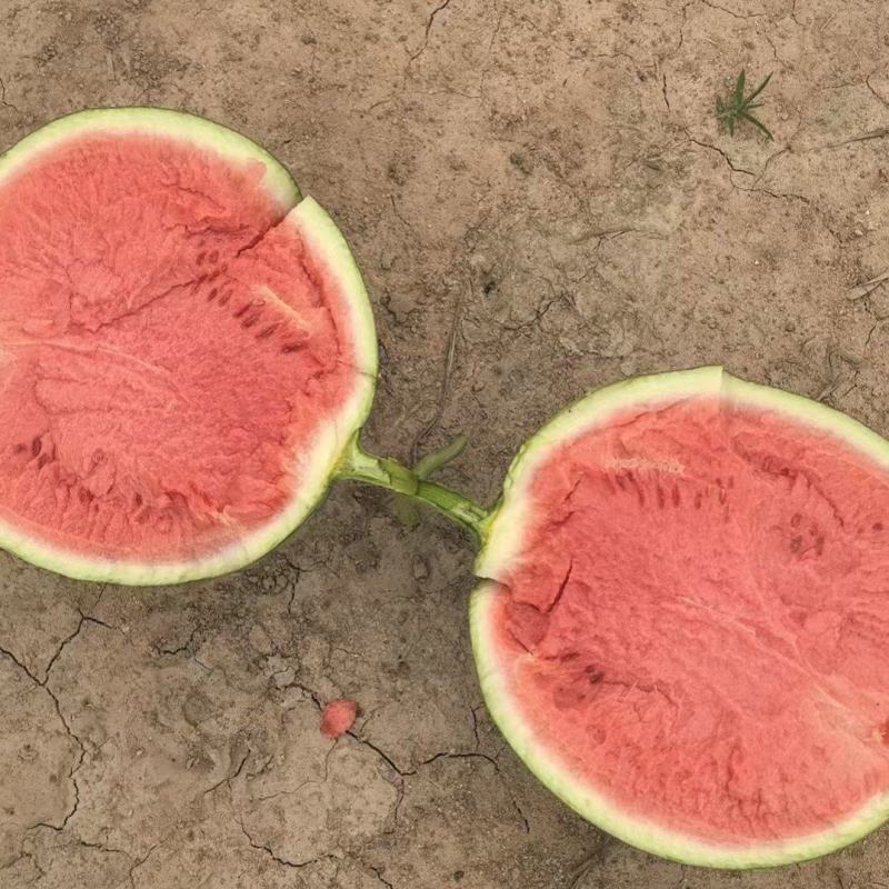 麒麟西瓜