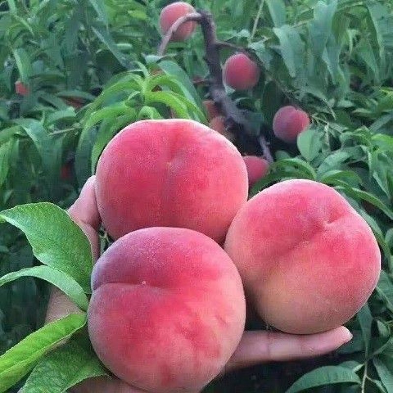 七月红水蜜桃树苗嫁接桃树苗脆甜桃子树苗南方北方种植包邮价