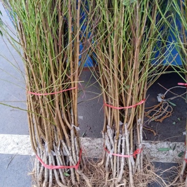 七月红水蜜桃树苗嫁接桃树苗脆甜桃子树苗南方北方种植包邮价