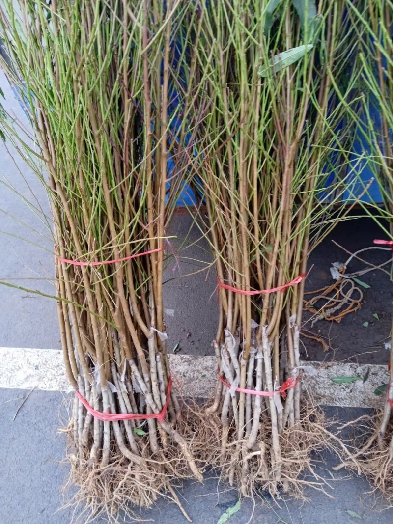 七月红水蜜桃树苗嫁接桃树苗脆甜桃子树苗南方北方种植包邮价