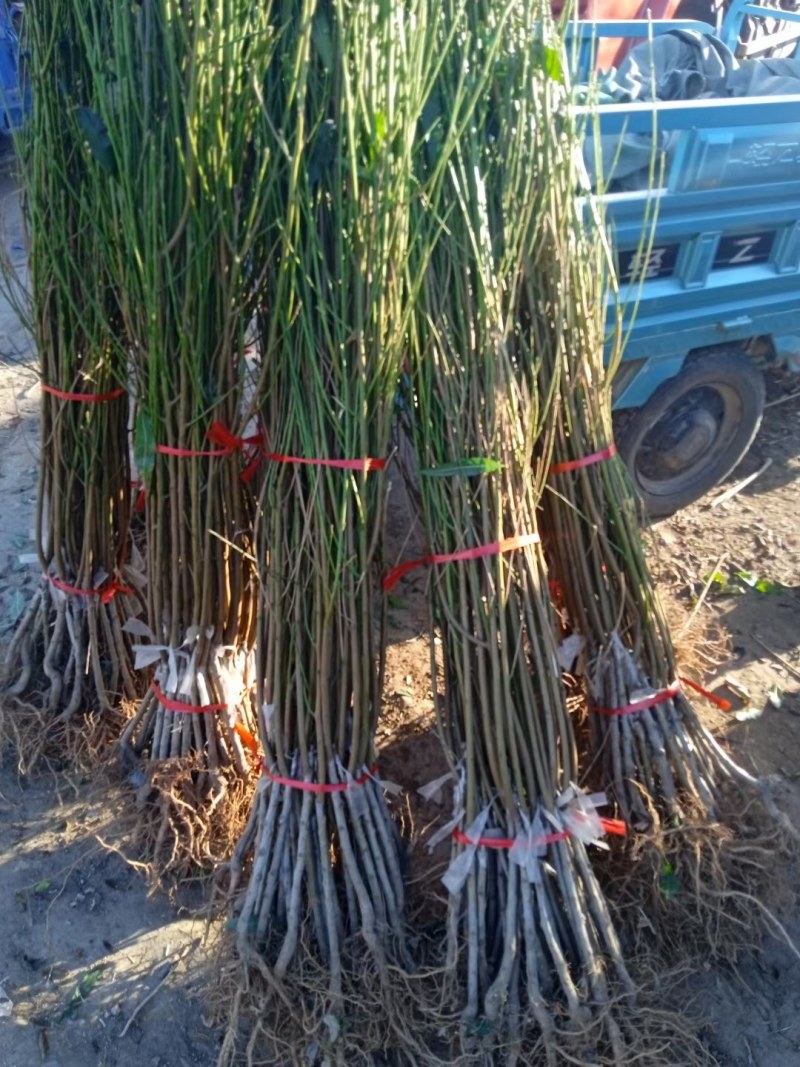 七月红水蜜桃树苗嫁接桃树苗脆甜桃子树苗南方北方种植包邮价