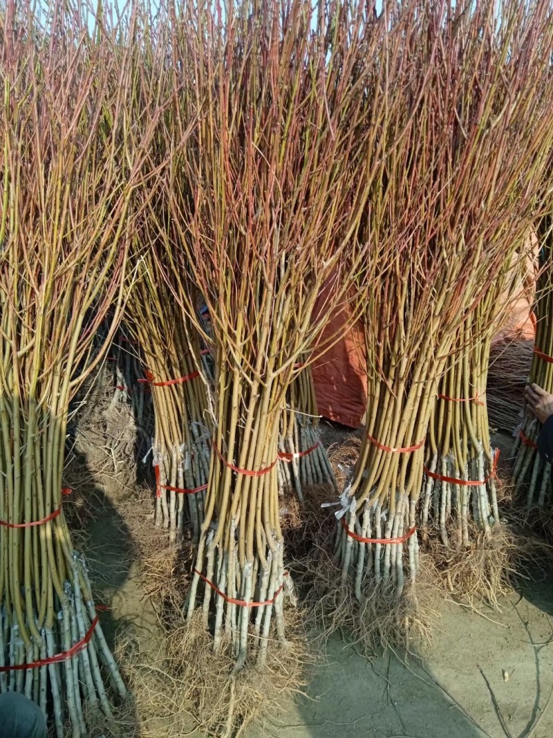 七月红水蜜桃树苗嫁接桃树苗脆甜桃子树苗南方北方种植包邮价