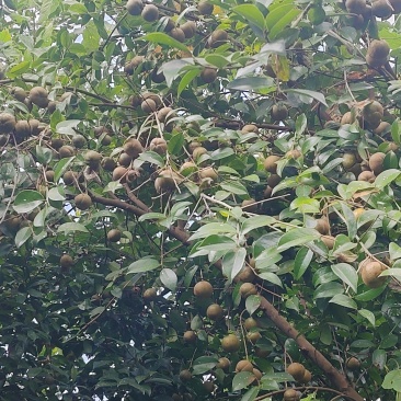 高山山茶油果