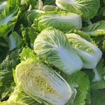 肥城黄心白菜净菜专业代发全国需要联系