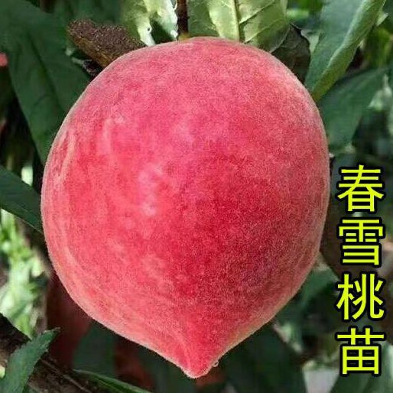 七月红水蜜桃树苗嫁接桃树苗脆甜桃子树苗南方北方种植包邮价