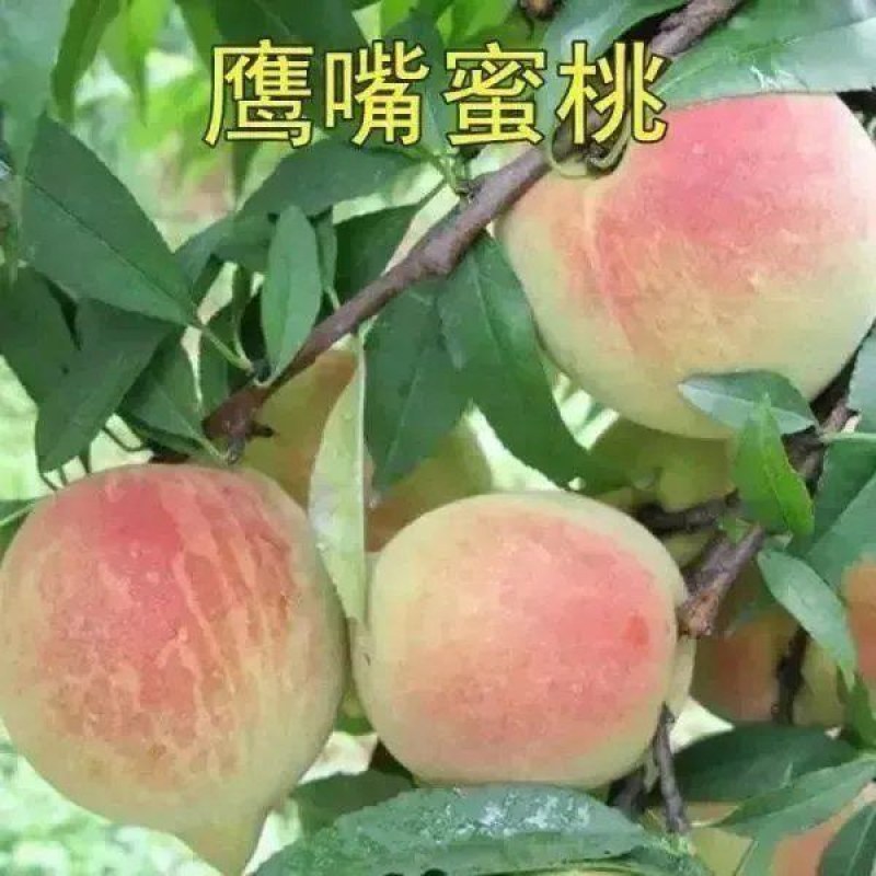 七月红水蜜桃树苗嫁接桃树苗脆甜桃子树苗南方北方种植包邮价