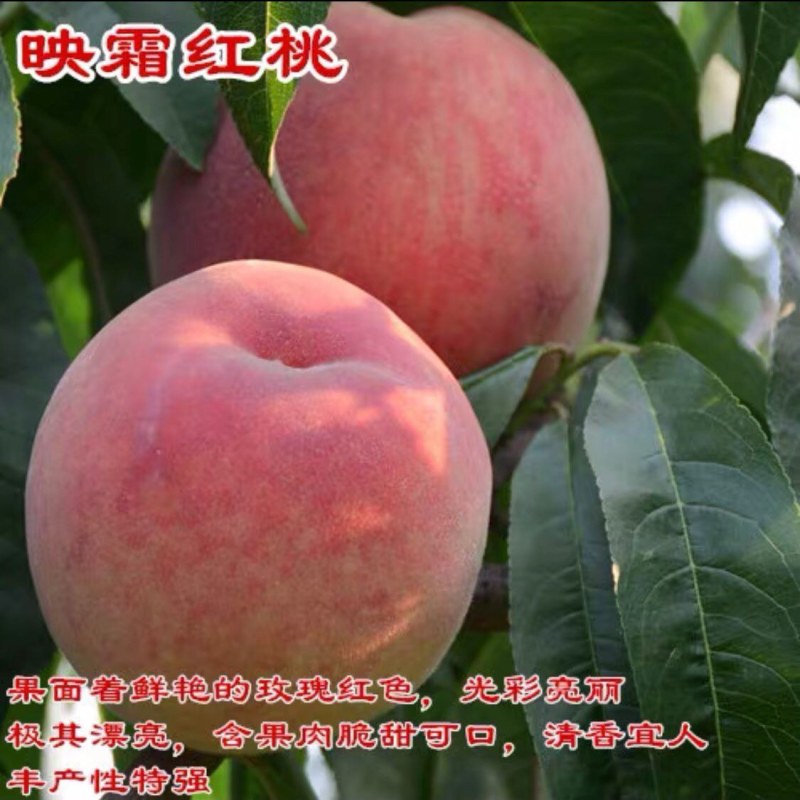 七月红水蜜桃树苗嫁接桃树苗脆甜桃子树苗南方北方种植包邮价
