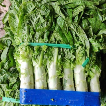 湖北当阳莴笋大量上市红尖叶莴笋白莴笋
