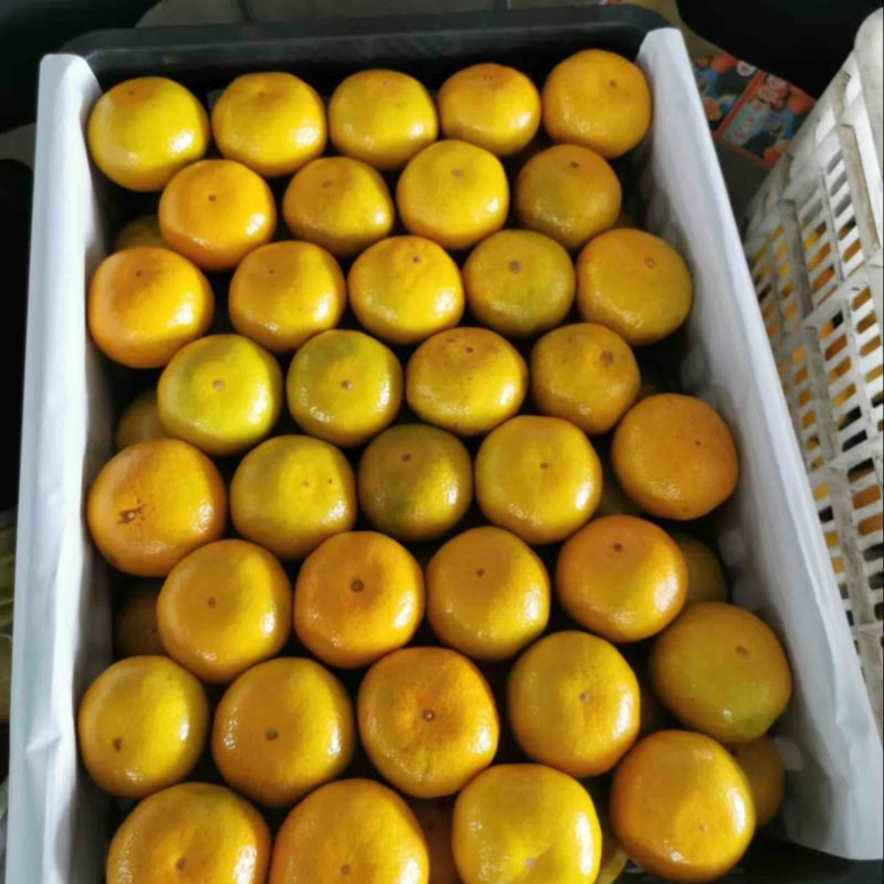精品蜜橘，湖南常德蜜橘基地现货直发，新鲜供应欢迎来电订购