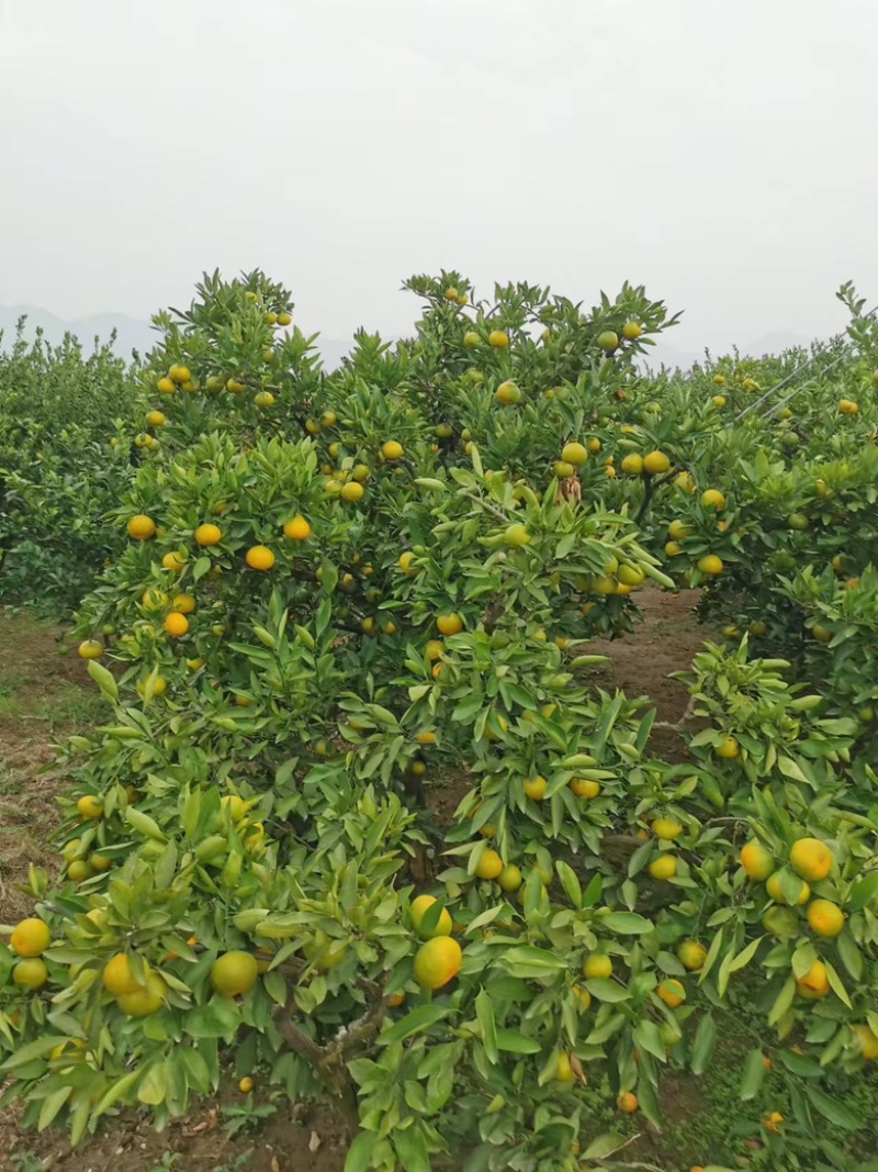 精品蜜橘，湖南常德蜜橘基地现货直发，新鲜供应欢迎来电订购
