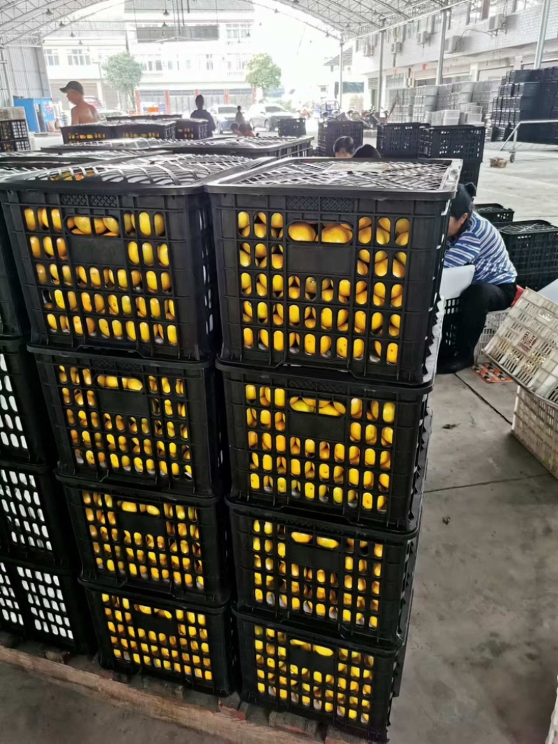 精品蜜橘，湖南常德蜜橘基地现货直发，新鲜供应欢迎来电订购