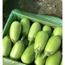 【精品】茄子青茄子全国发货大量上市对接各大批发商
