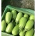 【精品】茄子青茄子全国发货大量上市对接各大批发商