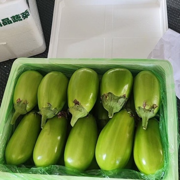 茄子