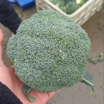 【推荐】河北西兰花一手货源供应市场商超电商量大价优