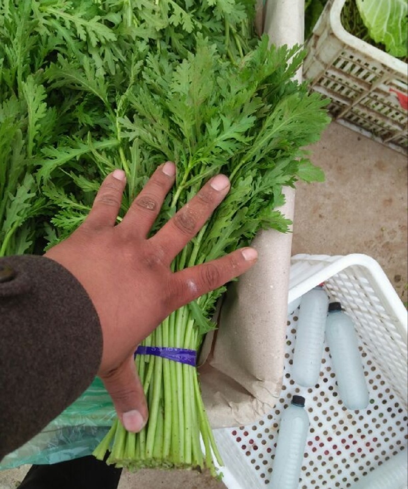 【推荐】河北小叶茼蒿一手货源供应市场商超电商量大价优