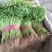 【推荐】河北小叶茼蒿一手货源供应市场商超电商量大价优