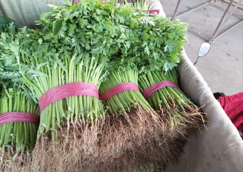 【推荐】河北小叶茼蒿一手货源供应市场商超电商量大价优