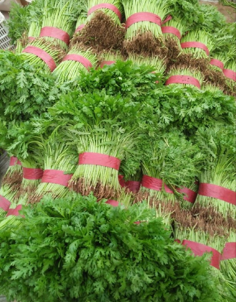 【推荐】河北小叶茼蒿一手货源供应市场商超电商量大价优