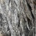 60到70公分左右山东深海海带头，人工挑拣，宽厚。