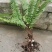 🌿石黄皮大揭秘！自然养生新宠儿🌿