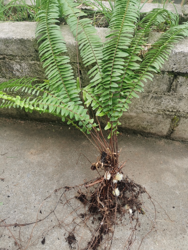 🌿石黄皮大揭秘！自然养生新宠儿🌿