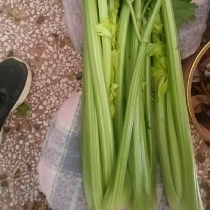 支持视频看货西芹量大价优质量保证全国发货
