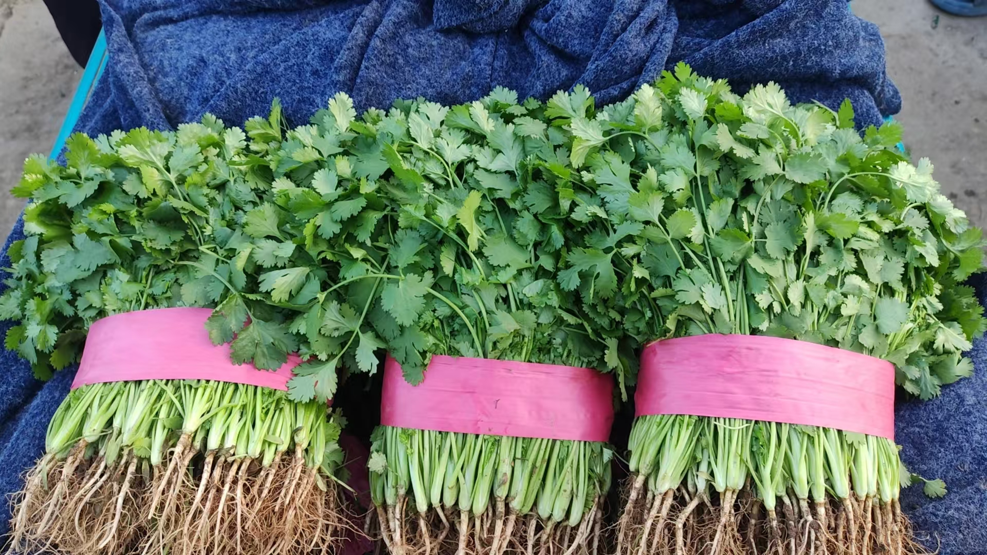 香菜根冰糖煮水成品图