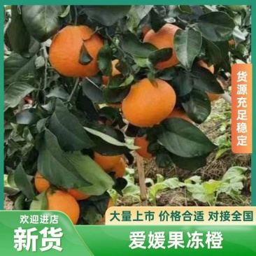爱媛果冻橙量大无忧可视频看货欢迎全国老板前来