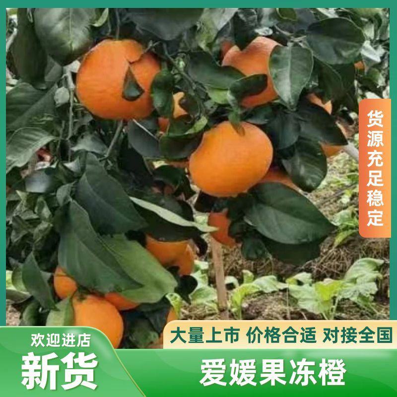 爱媛果冻橙量大无忧可视频看货欢迎全国老板前来