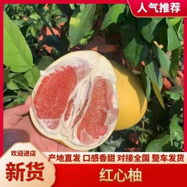 红心柚白心蜜柚大量上市诚信经营质量有保障